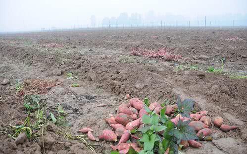 紅薯滯銷，汗水與淚水交織的秋收之痛
