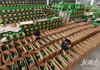 備戰雙十一，薯類產品銷售攻略